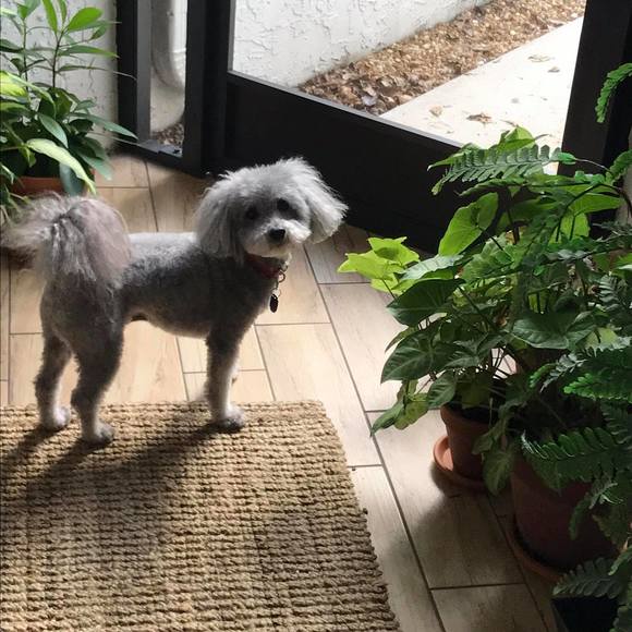 Meet your Posher, Cheryl - Picture 1 of 1